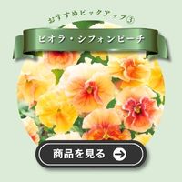 シフォンピーチ