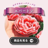 エバートン