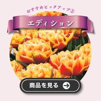 エディション