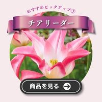 チアリーダー