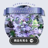 カトリンズジャイアント