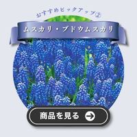 ブドウムスカリ