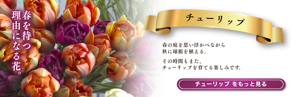 チューリップ