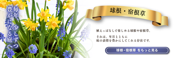 宿根草・球根