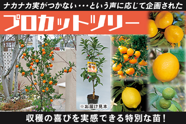 プロカットツリー