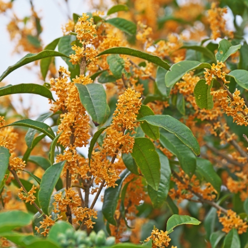 今、旬の花特集 | タキイネット通販