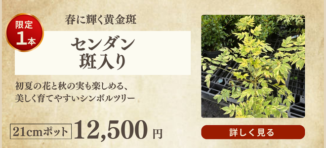 センダン斑入り