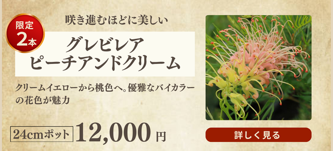 グレビレア・ピーチアンドクリーム