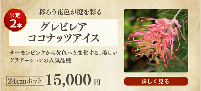 グレビレア・ココナッツアイス