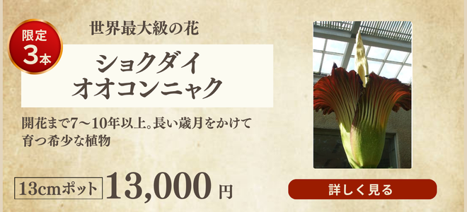 ショクダイオオコンニャク