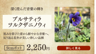 プルサティラ