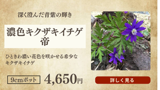濃色キクザキイチゲ