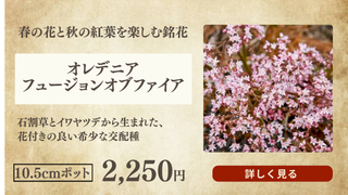 オレデニア