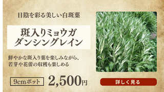 斑入りミリョウガ