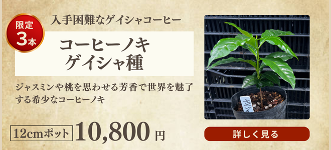 コーヒーノキ