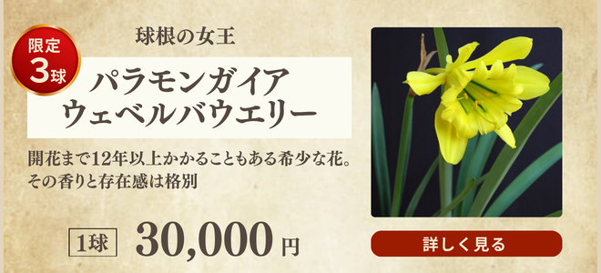 パラモンガイヤ