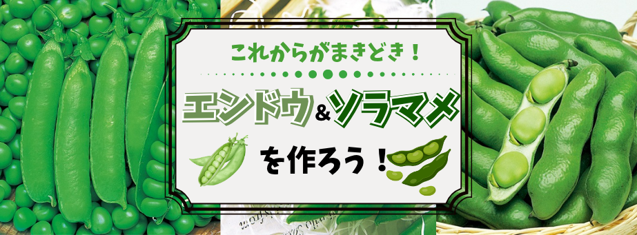 エンドウ＆ソラマメを作ろう