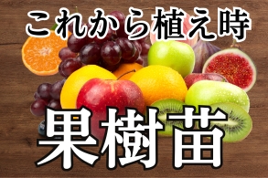 ガイド未掲載
