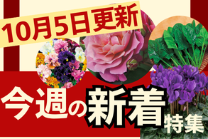 新着特集