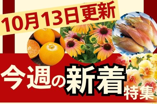 新着特集