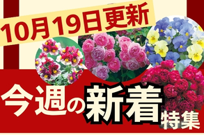 新着特集
