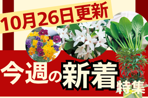 新着特集