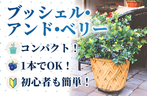 ブッシュ&ベリー