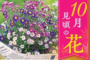 季節の花
