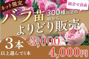 バラ苗よりどり