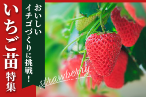 いちご苗