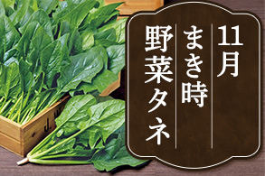 野菜まきどき