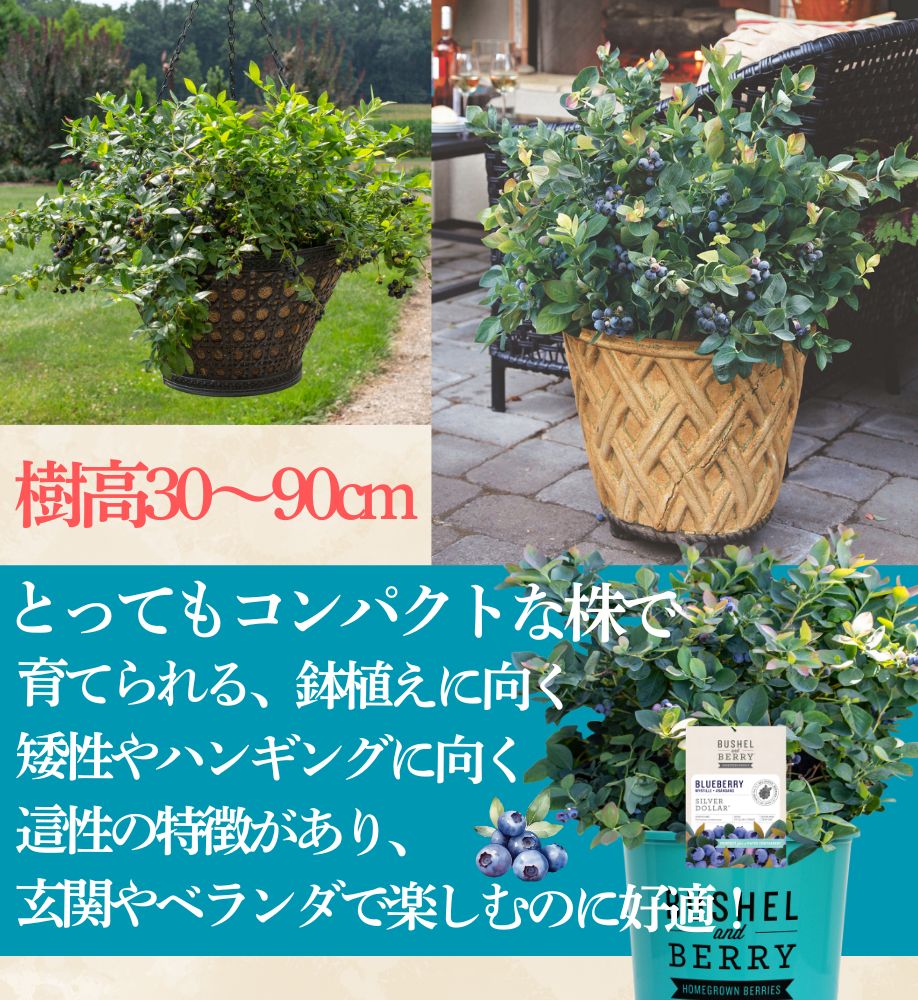 ブッシュ＆ベリー
