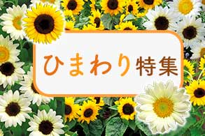 ひまわり