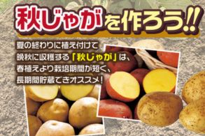 じゃがいも