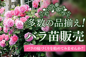 バラ