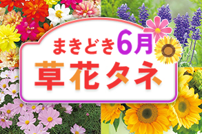 最新草花タネ