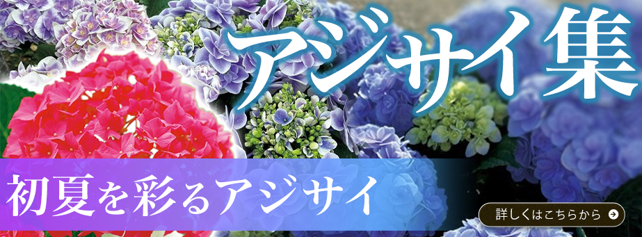 26夏秋あじさい集