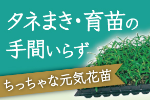 元気花苗