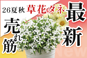 売れ筋【草花タネ】