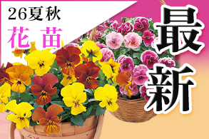 最新品種【花苗】