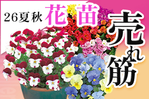 売れ筋【花苗】