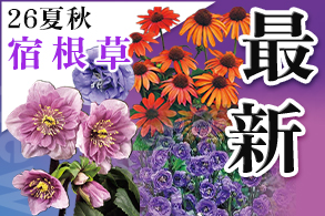 宿根最新