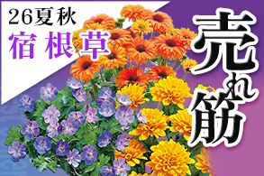 売れ筋【宿根草】