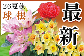 球根最新