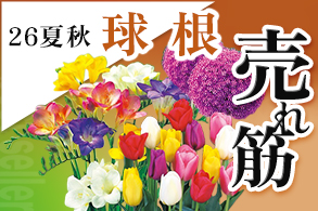 売れ筋【球根】