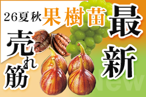 売れ筋【果樹苗】