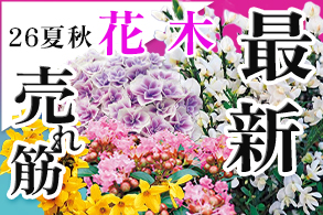 花木最新