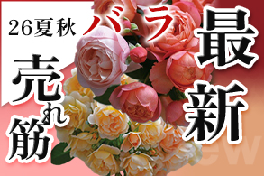 バラ