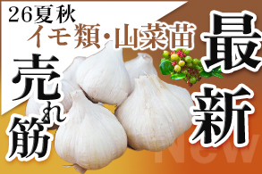 野菜苗・イモ類最新