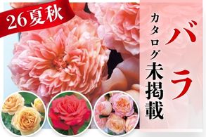 【バラ】
